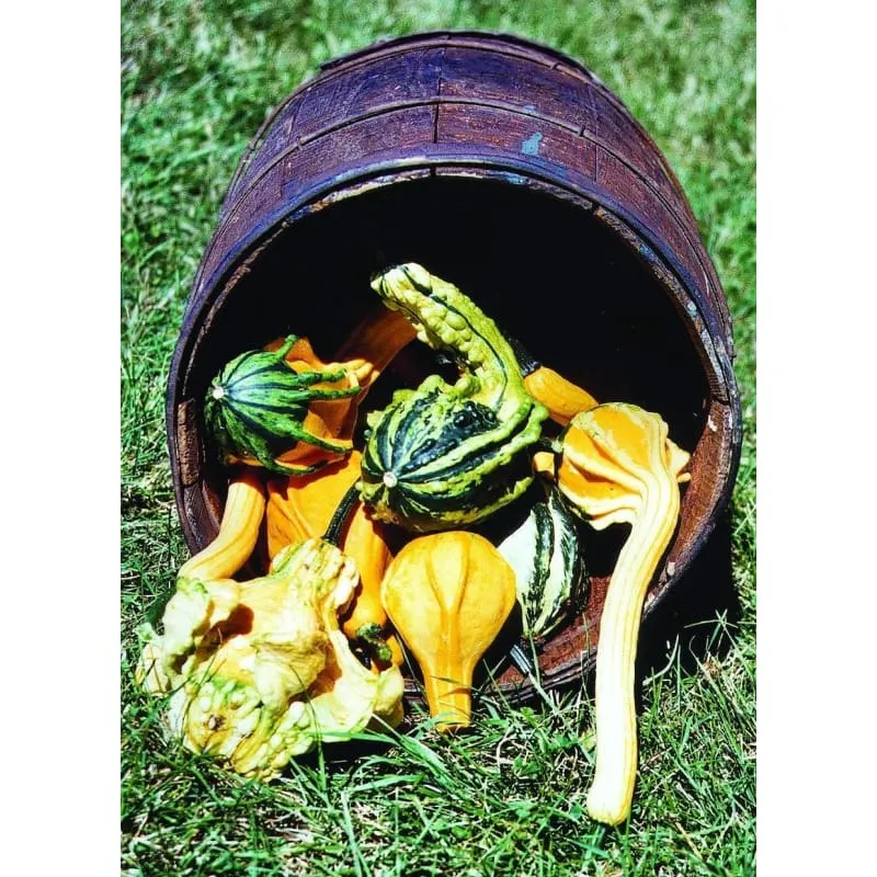 Autumn Wings Gourd (100 Days)