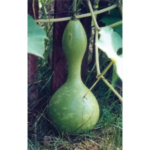 Bird House Gourd (95-110 Days)