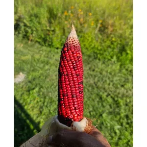 Bloody Butcher Corn (Heirloom 120 Days)