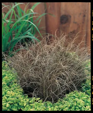 Carex Bronze Curls Seeds