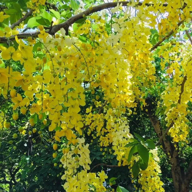 Cassia Fistula Golden Shower Plant