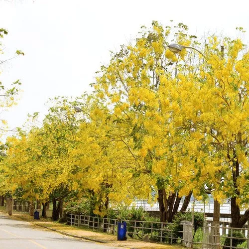Cassia Fistula Golden Shower Plant