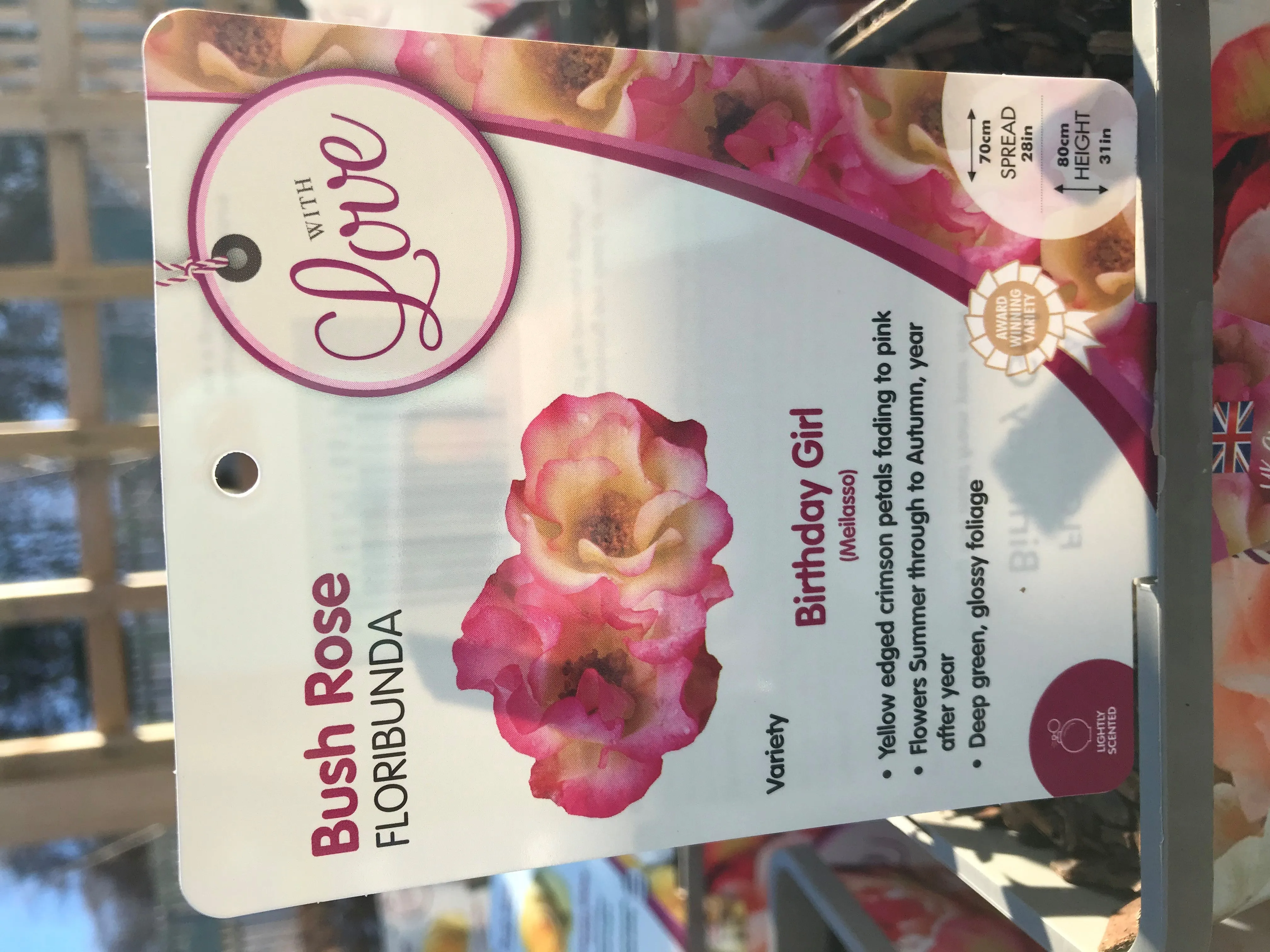 Celebration Roses