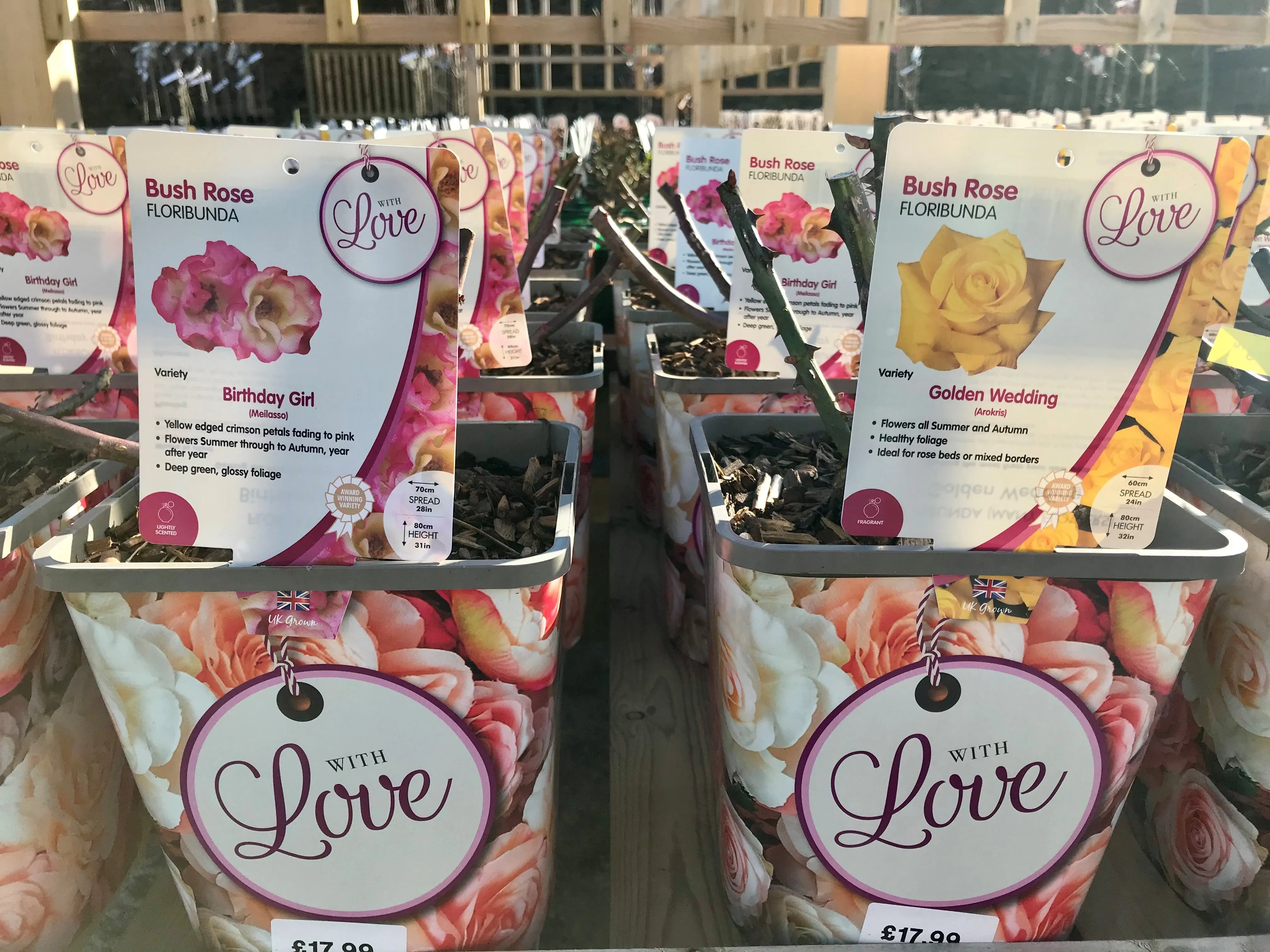 Celebration Roses