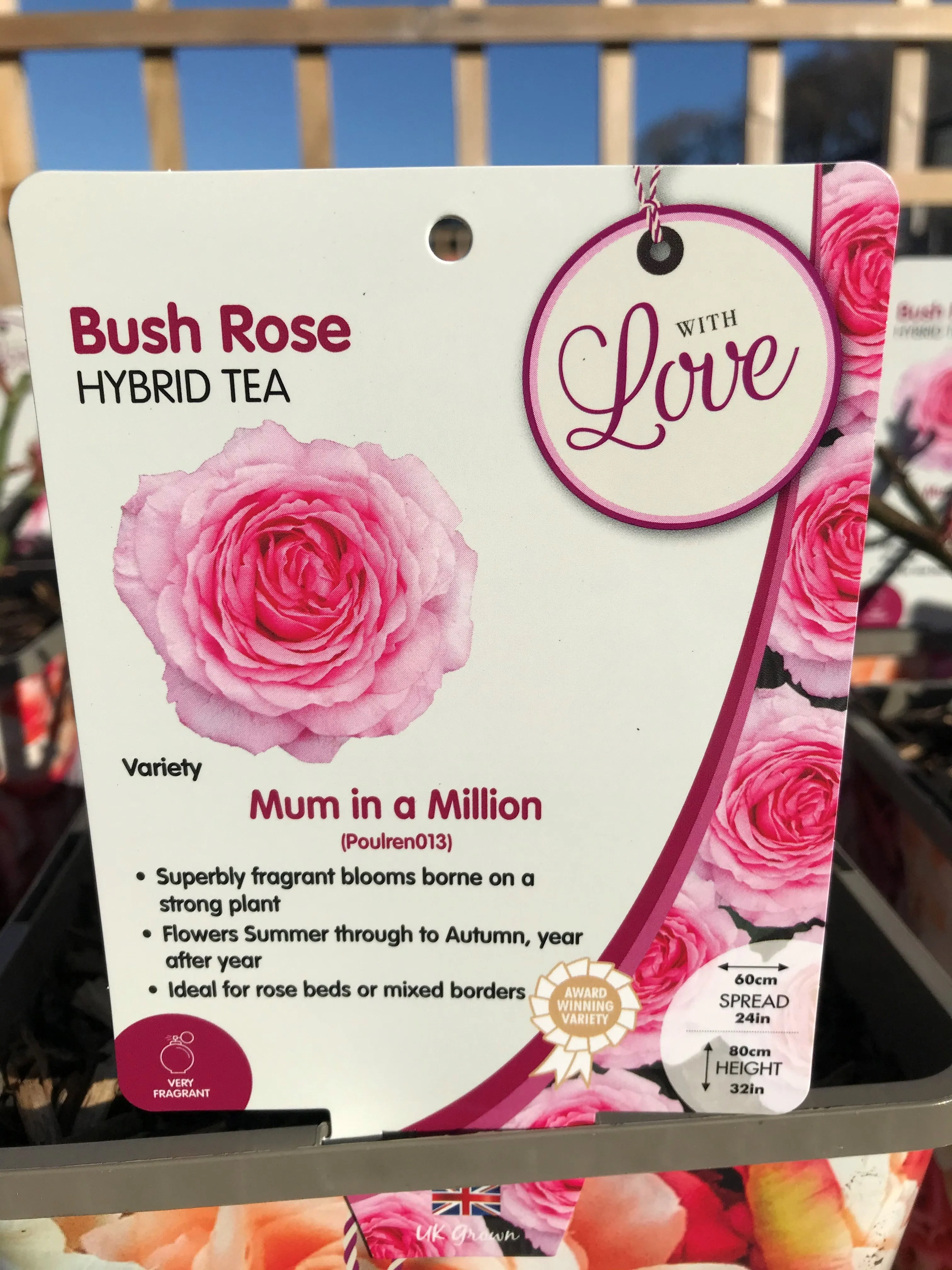 Celebration Roses