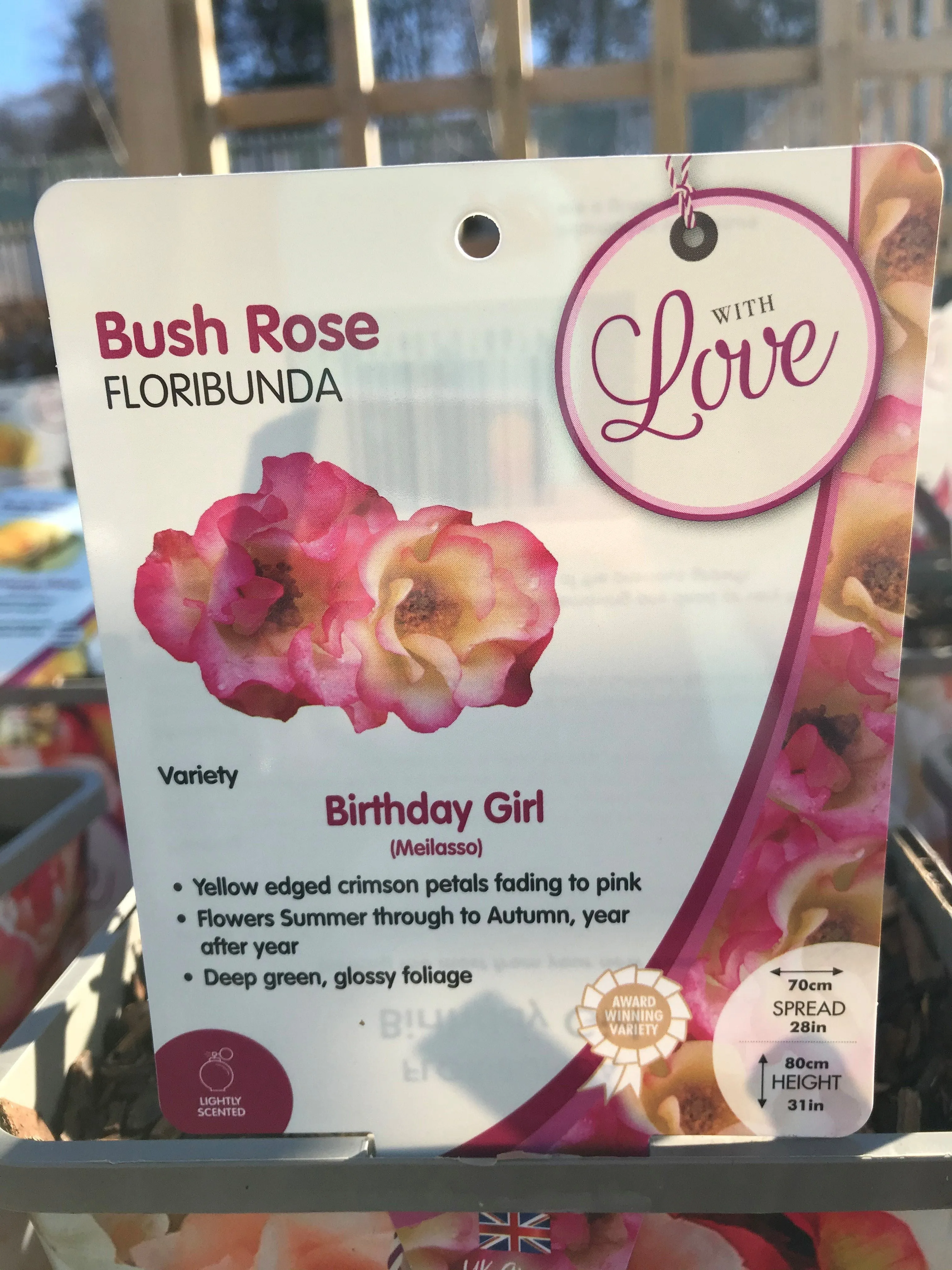 Celebration Roses