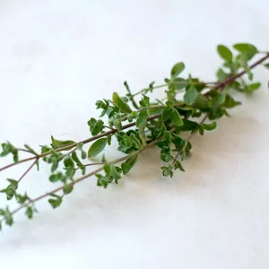 Common Thyme