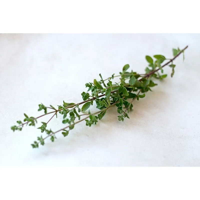 Common Thyme
