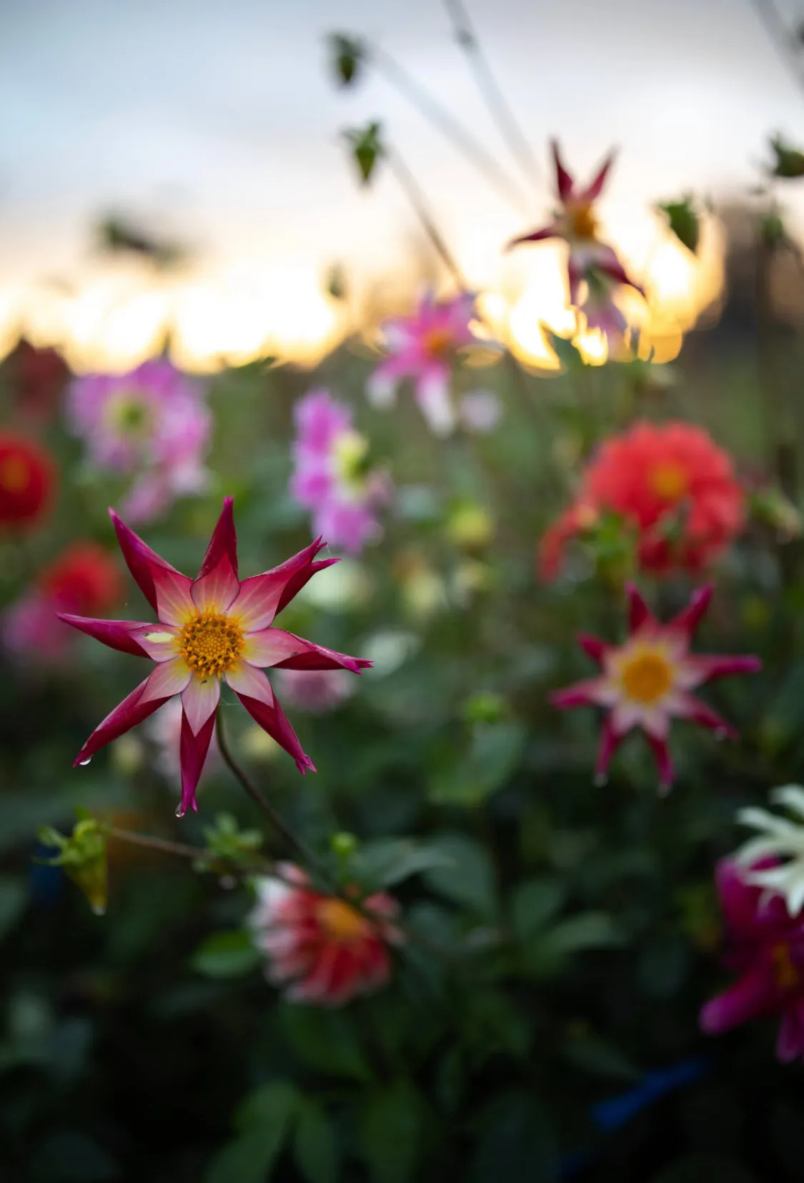Dahlia Seeds “Bloomquist Mix” (20 seeds)