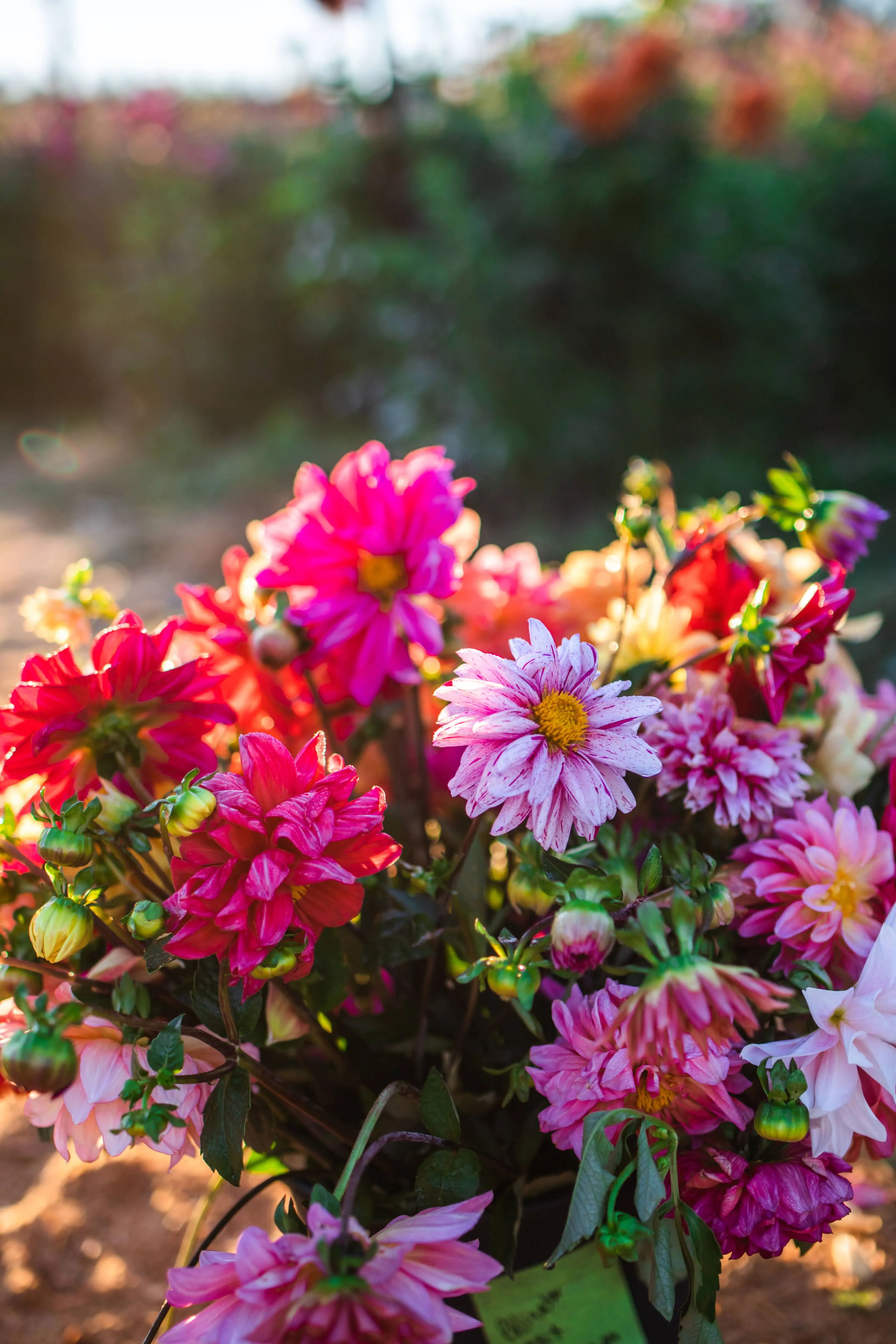 Dahlia Seeds “Bloomquist Mix” (20 seeds)