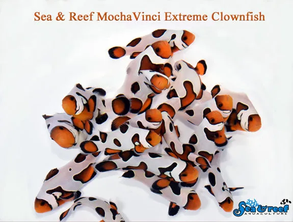 MochaVinci Extreme Clownfish pair