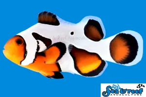 MochaVinci Extreme Clownfish pair