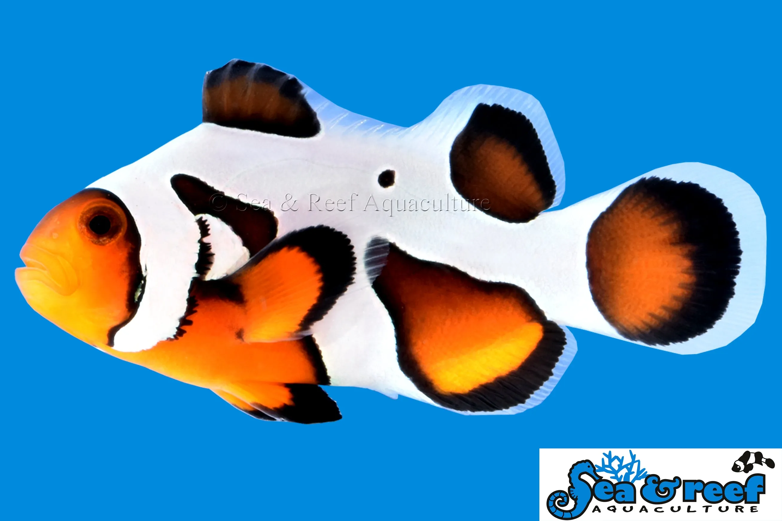 MochaVinci Extreme Clownfish pair