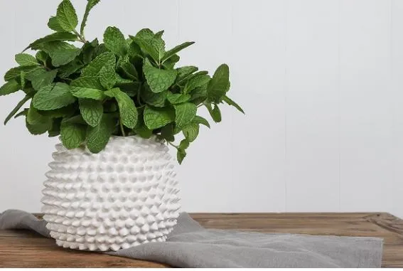 Mode Porci Vase