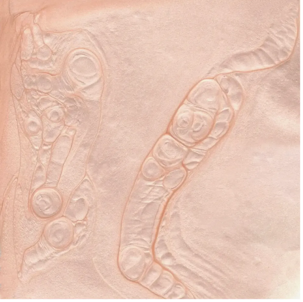 Nail Polish - Satin