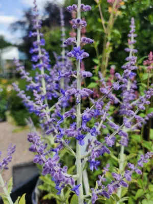 Perovskia atripicifolia 'Prime Time'
