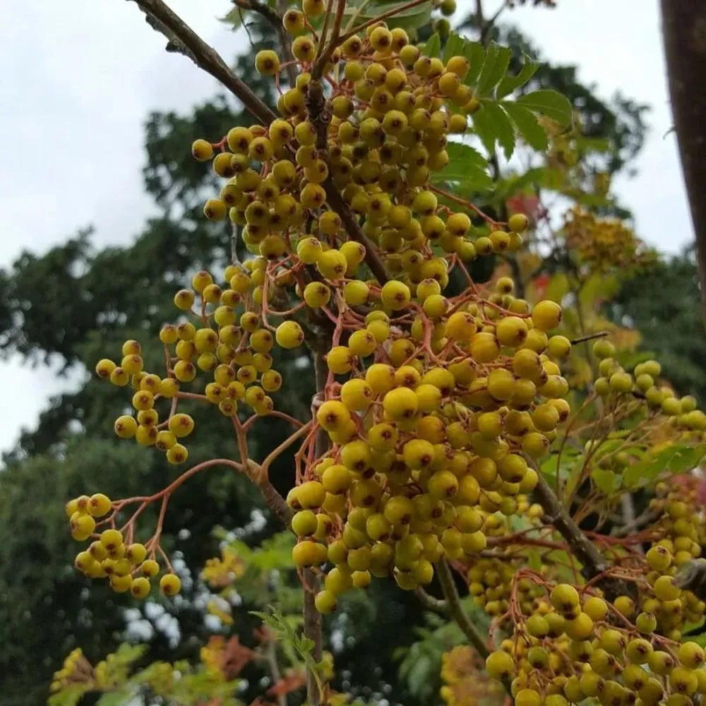 Rowan Tree Sorbus 'Sunshine' 12Ltr Pot