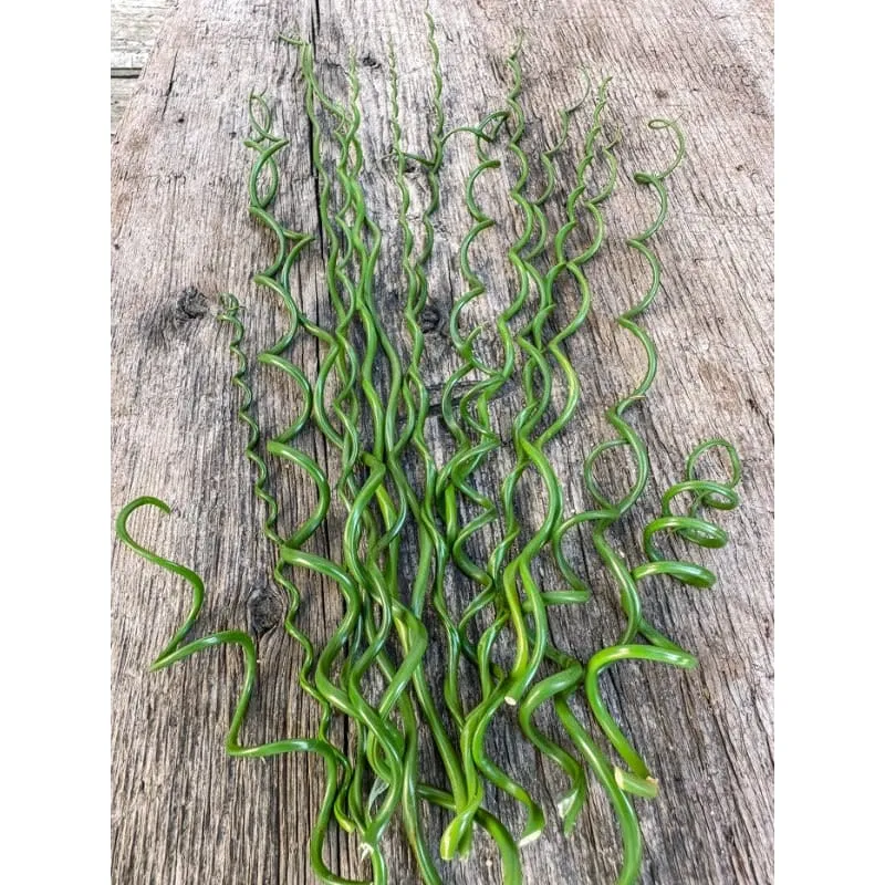 Twister Juncus Grass