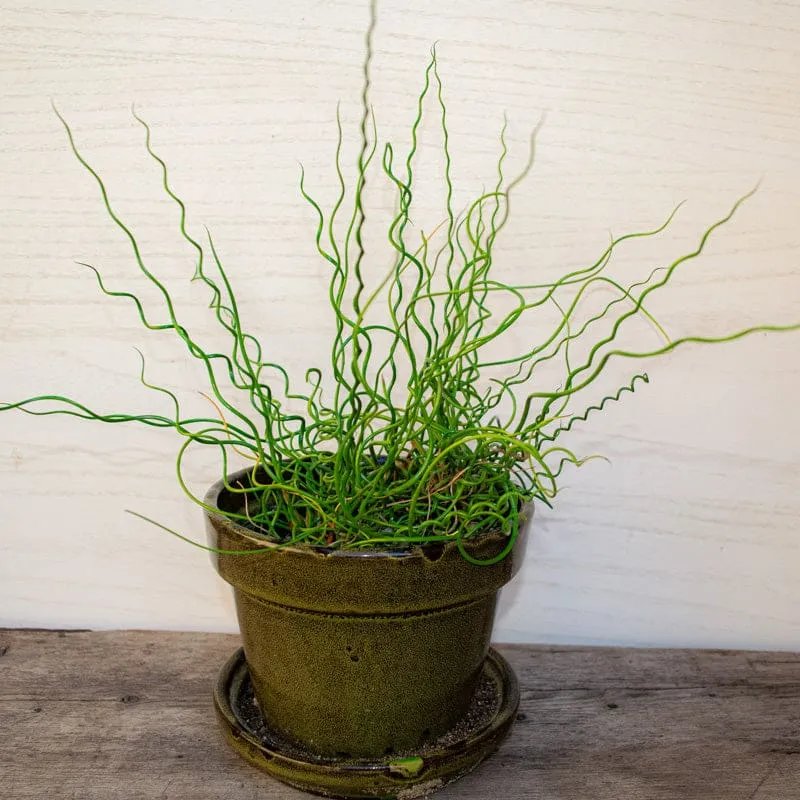Twister Juncus Grass