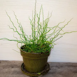 Twister Juncus Grass