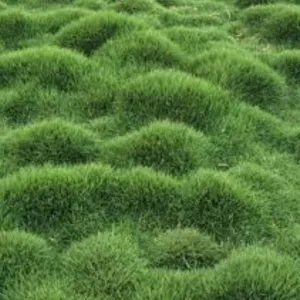 Zoysia Tenuifolia 100mm